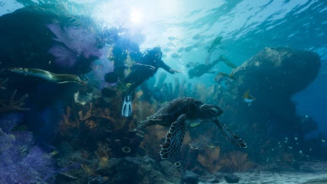 Sea Turtle Sea Creature