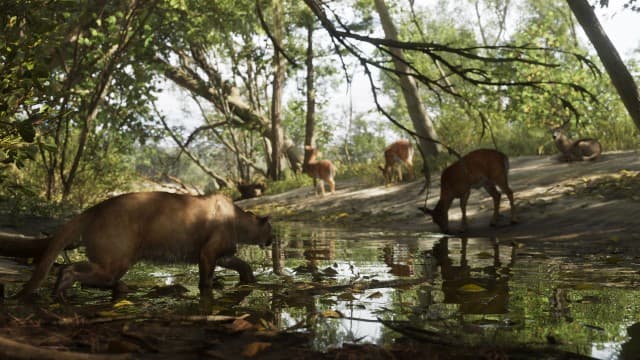 Deer Land Animal