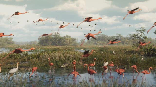 Crane Bird
