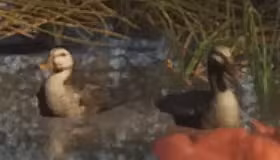 Duck